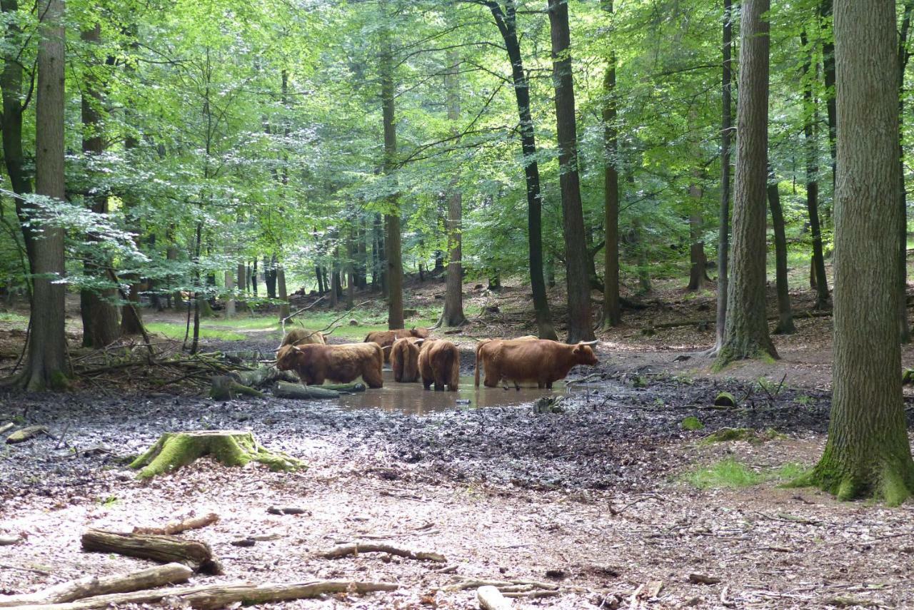 B&B Onder De Rode Beuk Dieren Luaran gambar